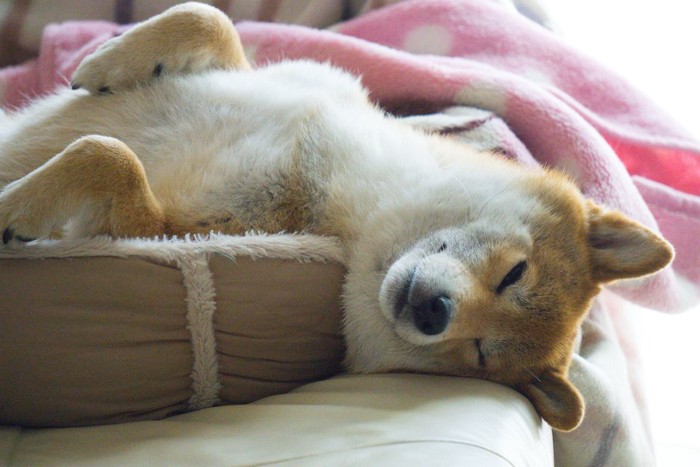 へそ天で眠る柴犬