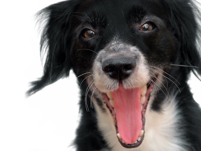 口を大きく開けている黒い犬