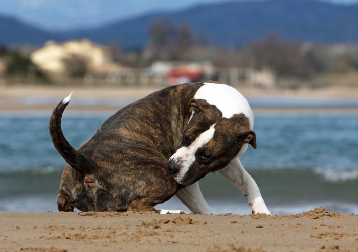 おしりを気にする犬