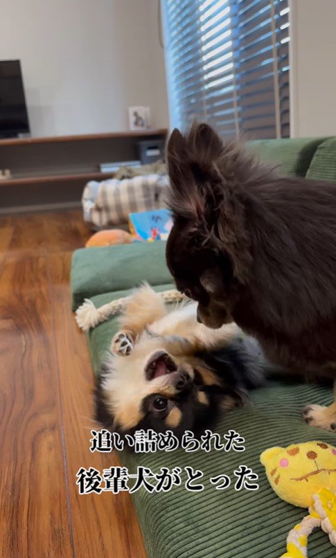 追い詰められたしょうぶ君の行動