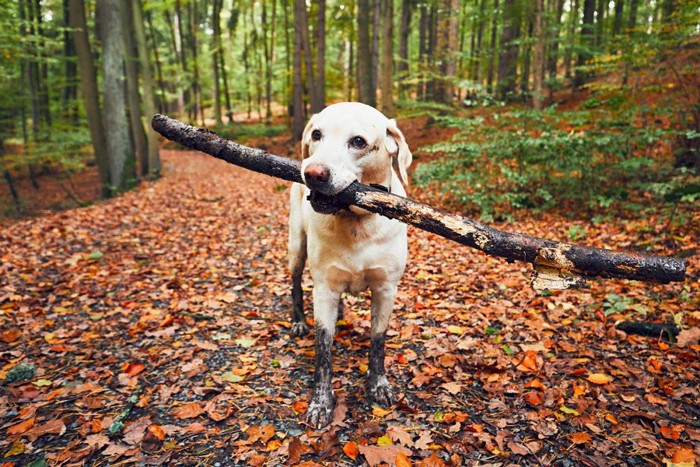 長い棒をくわえる犬