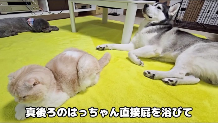 後ろによろめく犬