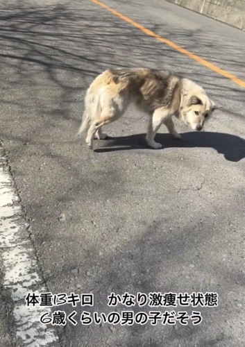 道路を歩く痩せた犬