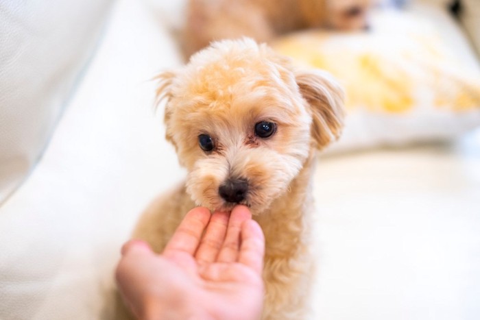 手の匂いを嗅ぐ子犬