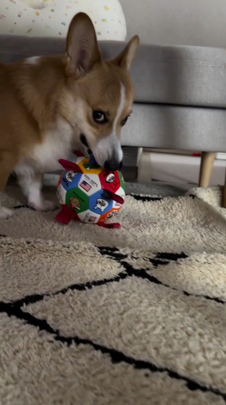 ボールを咥えて飼い主から逃げる犬