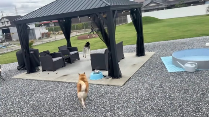 庭に飛び出た2匹