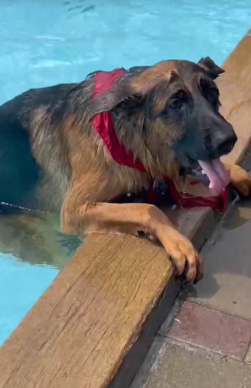 助けを求める大型犬