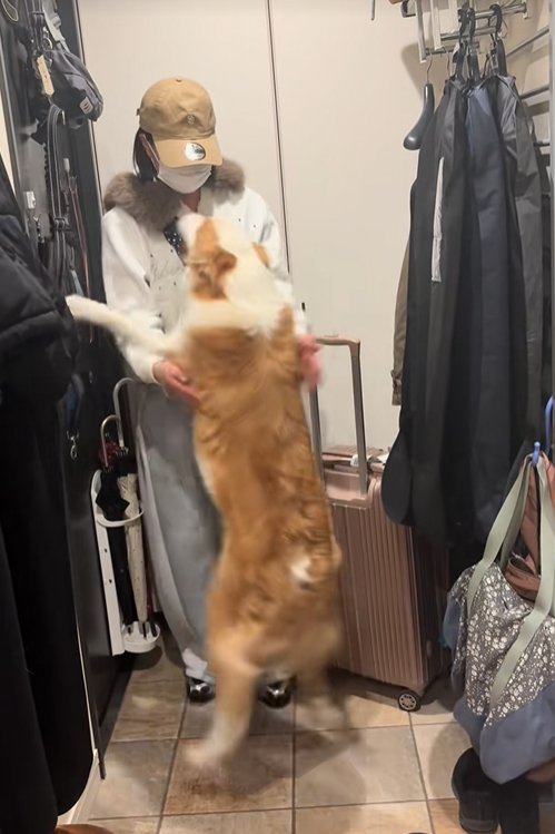 飼い主の姉に飛びつく中型犬