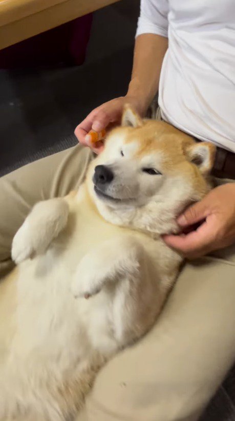 犬の首周りをさする飼い主