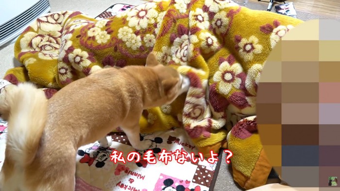 お鼻で毛布をツン♪