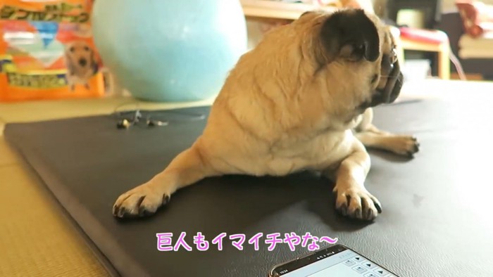 右を見る犬