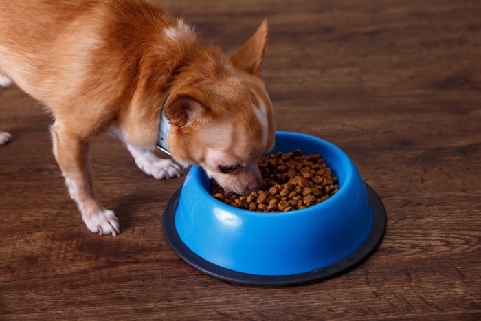 ドッグフードを食べる犬