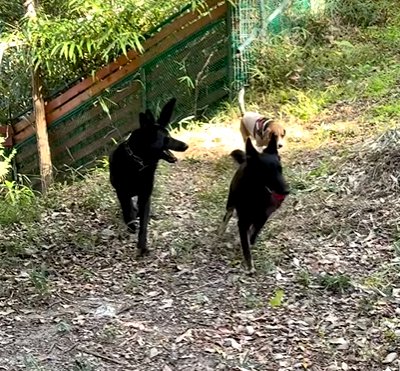 ドッグランで友達と走り回る犬