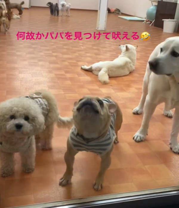 吠える犬1