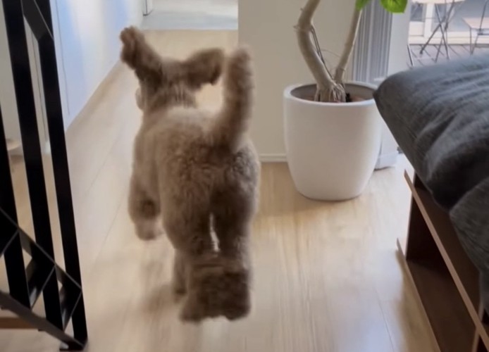 飛び跳ねる犬2