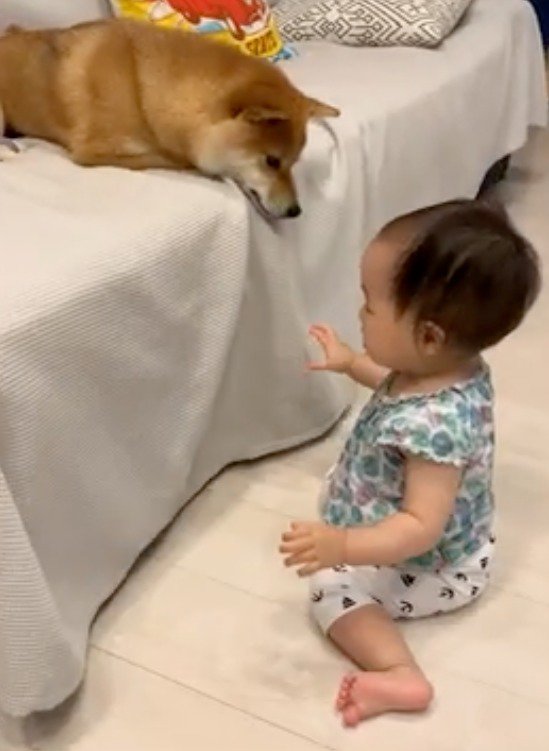 ソファから赤ちゃんを見下ろす犬