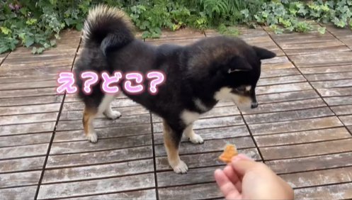 おやつを探す柴犬