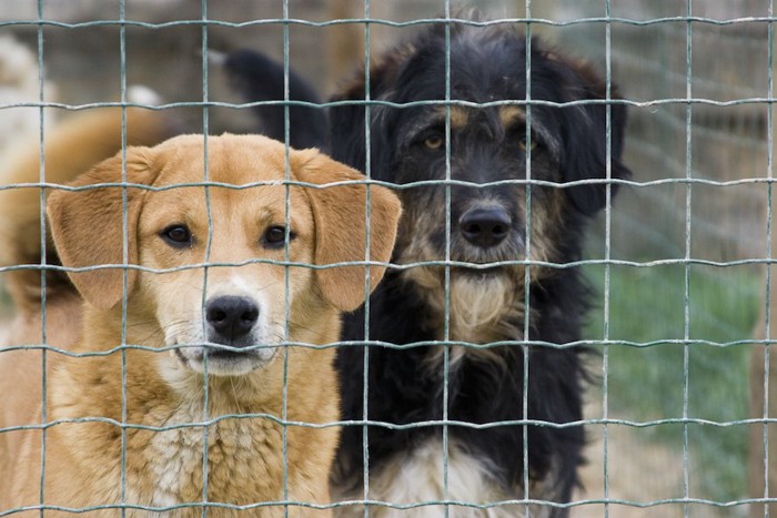 金網越しの2頭の犬