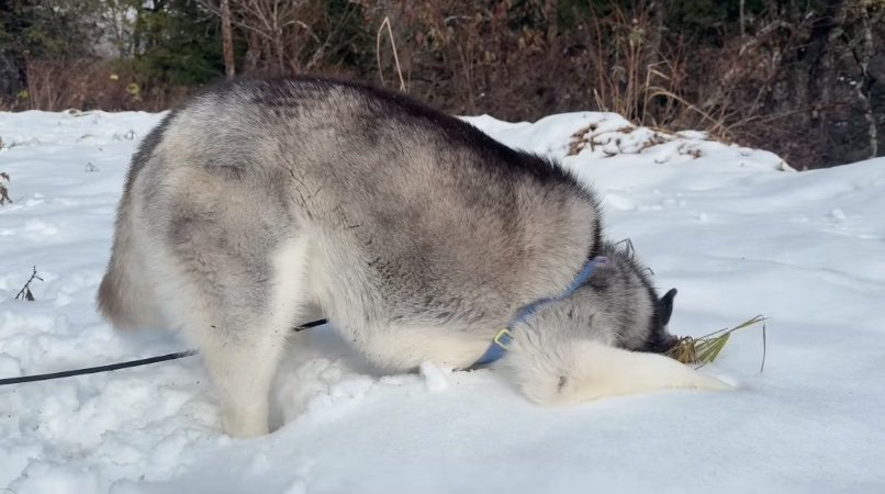 顔を突っ込む