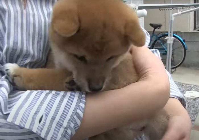 抱っこされてうつむく犬