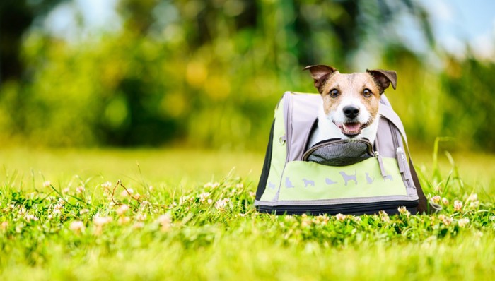 キャリーバッグから顔を出す犬