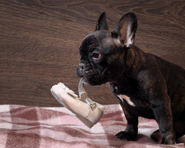 靴ひもをくわえている犬