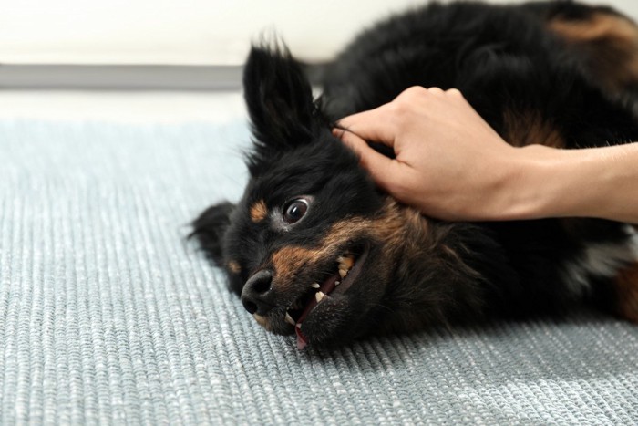 押さえつけられている犬