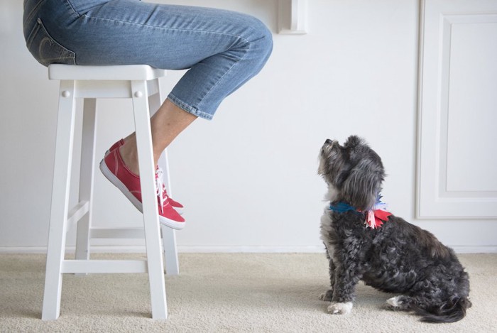 椅子に座る人を見つめる犬