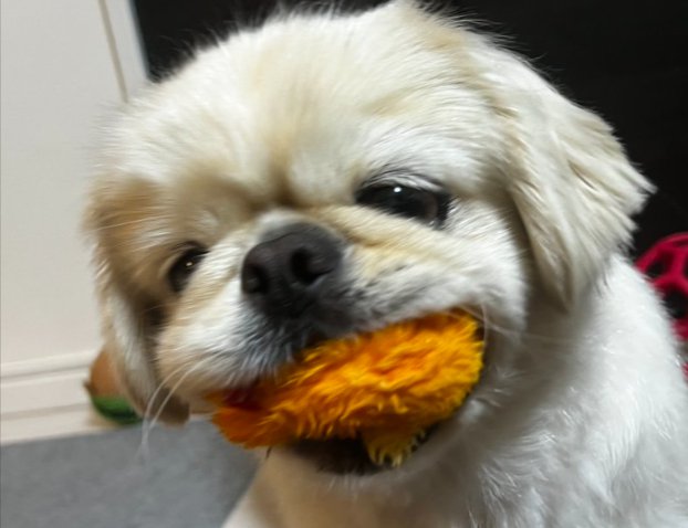 はむっ