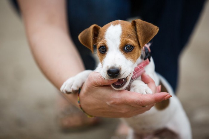 手を甘噛みする子犬