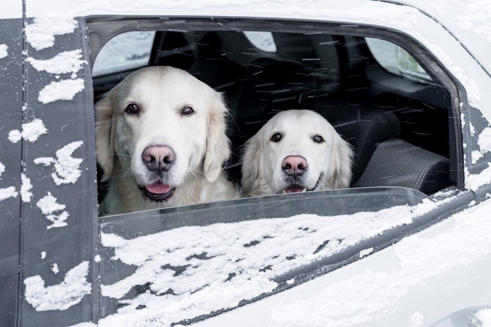 車内から外を見る犬