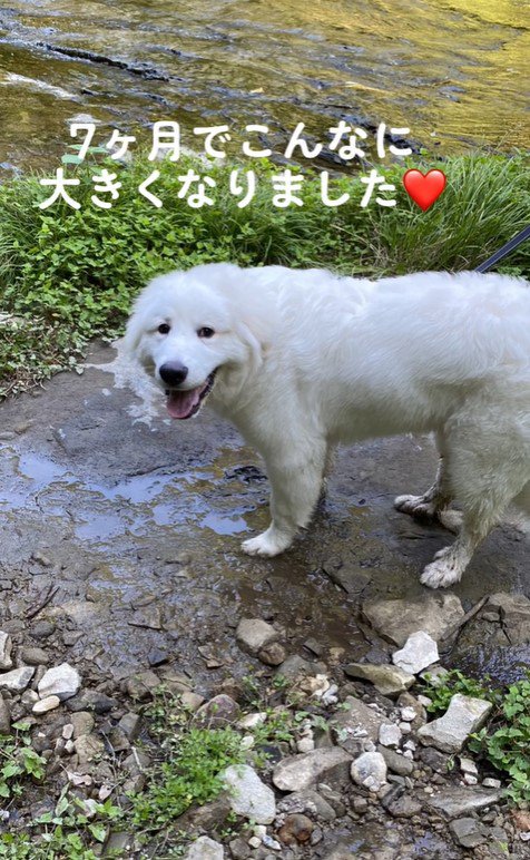 ハクくんの成長7