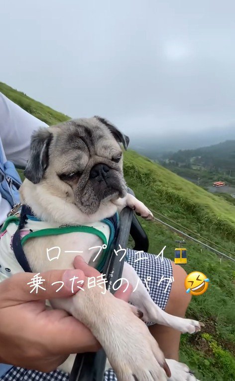 リフトに乗るデビちゃん5