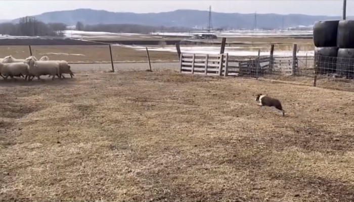 羊を追う犬