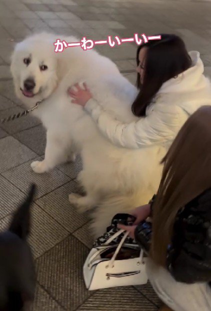 「可愛い～！」