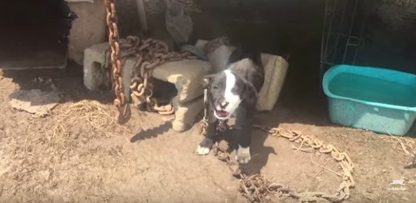 重い鎖につながれた子犬