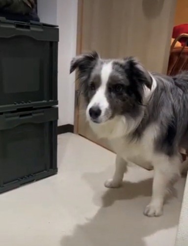 怯える表情の犬