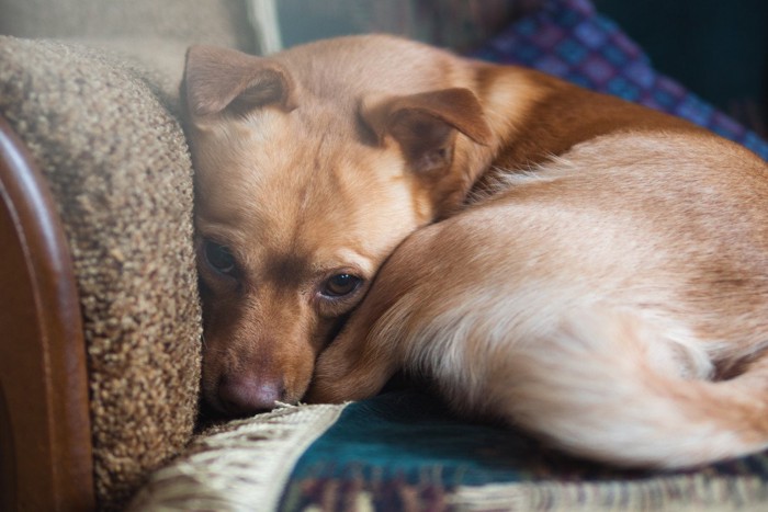不安そうな表情で丸まっている犬