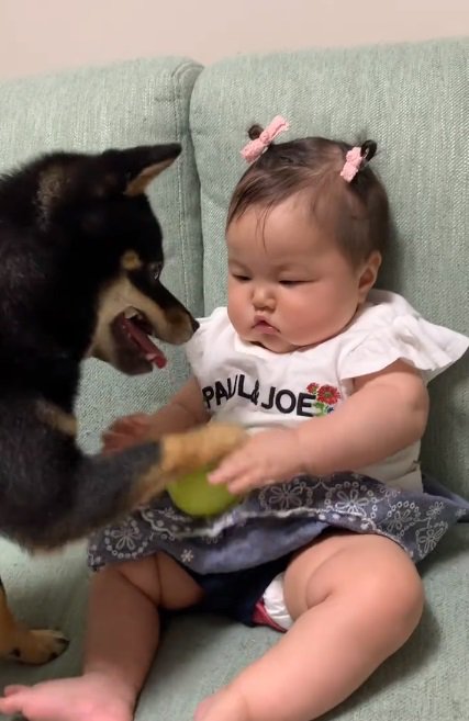 ボールを落とす柴犬さん