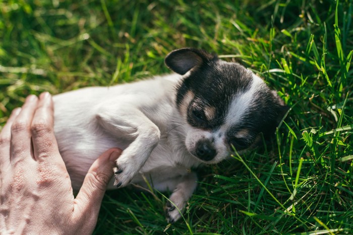 芝生の上で飼い主になでられて寝転ぶ犬