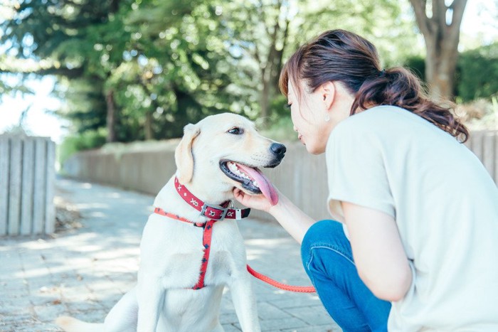 散歩中にお座りする犬と女性