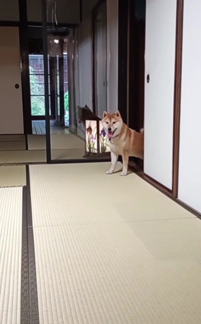 犬好きにはたまらない…！