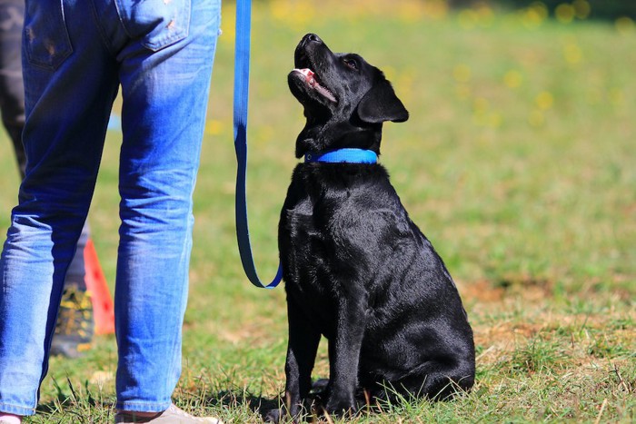 飼い主のそばにお座りする黒い犬