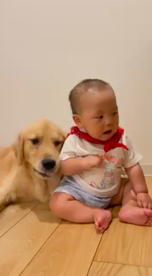 赤ちゃんに顔をくっつける犬