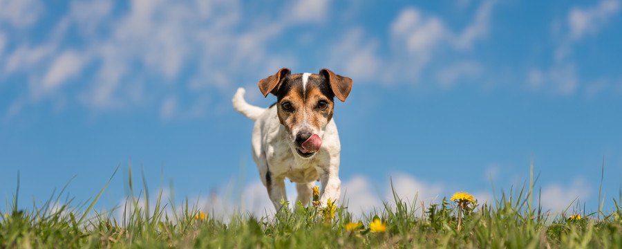 草むらを歩く犬