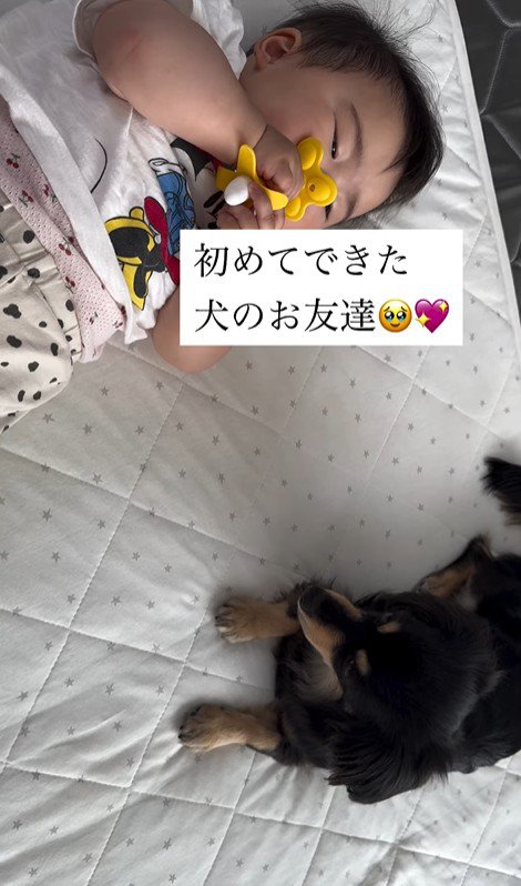 赤ちゃんとワンちゃんの初対面8