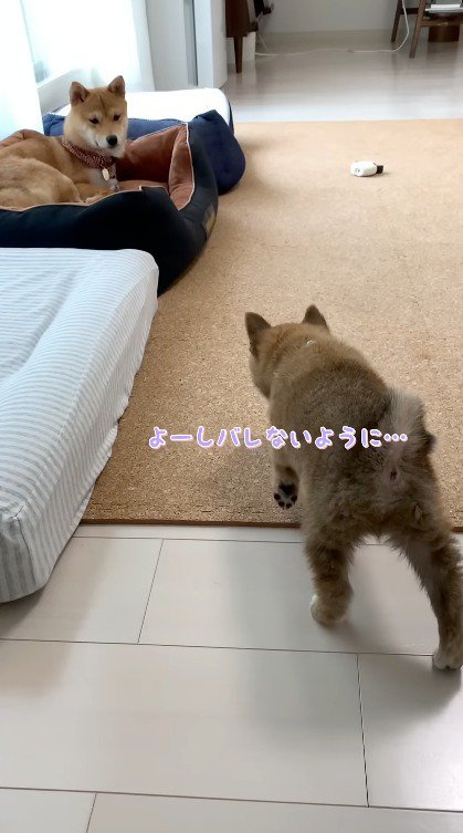 お姉ちゃん犬に近づく子犬