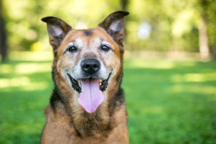 茶のシニア犬、顔に白髪の多い