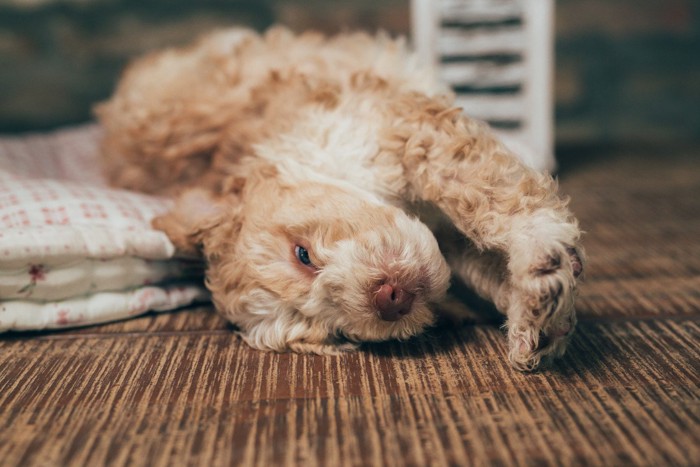 伸びをする犬