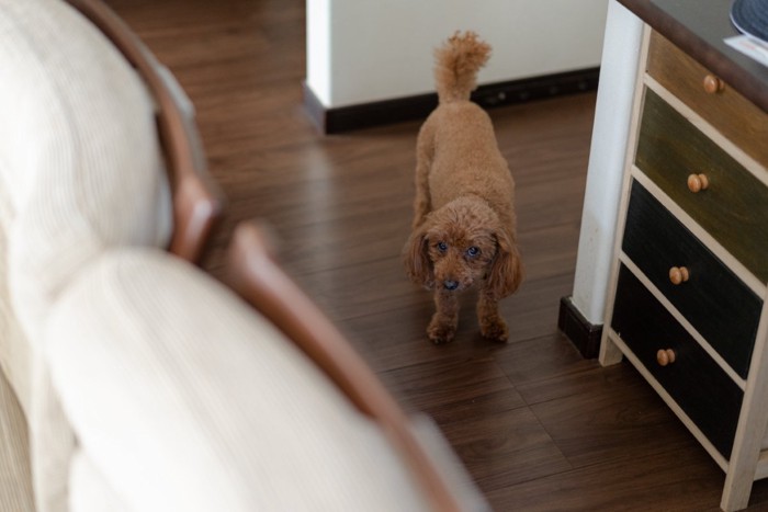 上目遣いで見つめる犬